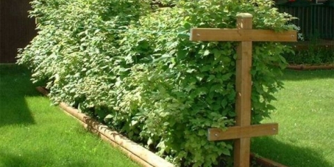 Kako uzgajati maline na selu?